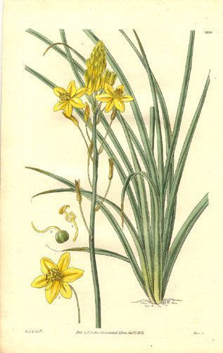 Bulbine semibarbata, Anthericum semibarbatum - Бульбина полубородчатая